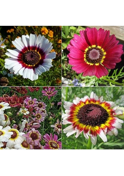 25 Adet Karışık Renk Aster Çiçeği Tohumu + 10 Adet Süs Yoncası Çiçek Tohumu