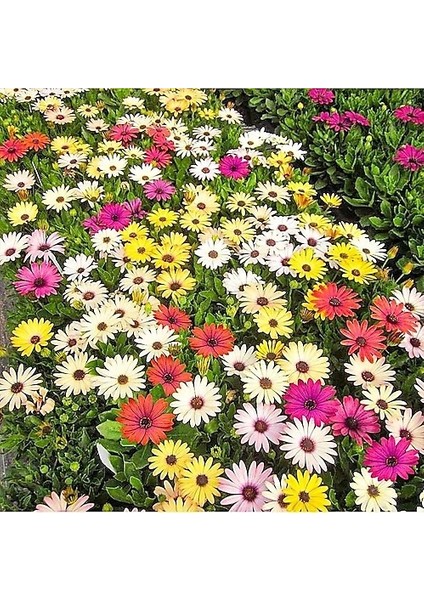 25 Adet Karışık Renk Carinatum Seeds Çiçeği Tohumu + 10 Adet Hollanda Gülü Çiçek Tohumu