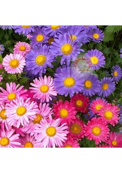 50 Adet Karışık Renk Papatya Çiçeği Tohumu + 10 Adet Süs Yoncası Çiçek Tohumu