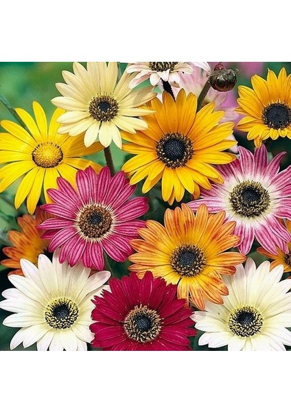 50 Adet Karışık Renk Chrysanthemum Çiçeği Tohumu + 10 Adet Hollanda Gülü Çiçek Tohumu