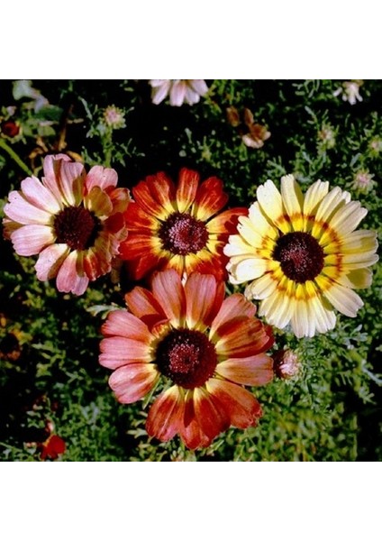 10 Adet Karışık Renk Chrysanthemum Çiçeği Tohumu + 10 Adet Süs Yoncası Çiçek Tohumu