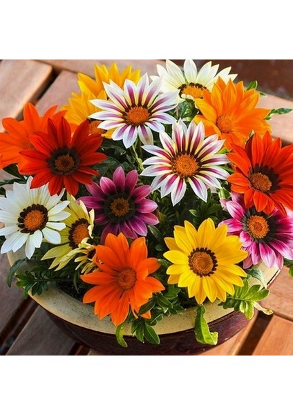 25 Adet Karışık Renk Carinatum Seeds Çiçeği Tohumu + 10 Adet Süs Yoncası Çiçek Tohumu