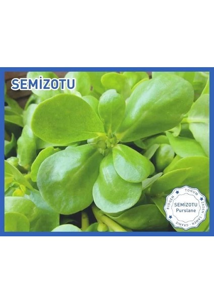 Semizotu Tohumu Sarı Frenk 10GR