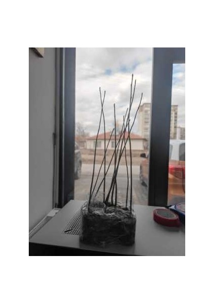 Aronya Aronia Fidan Viyol Boy fiyatları