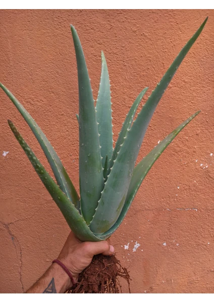 Aloe Vera Bitkisi, Odunsu 40 cm Çok Büyüyen Aloe Vera Fidanı, Saksısız Köklü, Aloe Vera Plant, Hediyeli