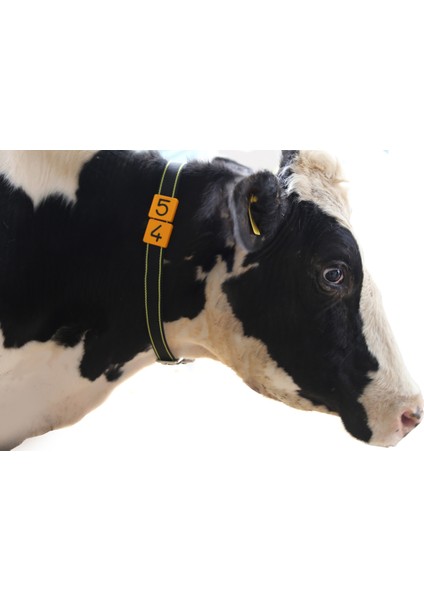 200 Hayvanlık Büyükbaş Numaratör + Avrupa Tip Tokalı Kemer Seti modelleri