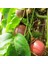Çarkıfelek Meyvesi 5 Adet Orta Boy Pasiflora Aşk Tutku Meyvesi Passion Fruit 3