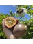Çarkıfelek Meyvesi 5 Adet Orta Boy Pasiflora Aşk Tutku Meyvesi Passion Fruit 4