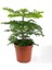 Salon Çamı - Arokarya (Araucaria Heterophylla) - 40-60CM 1