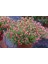 Süs Adaçayı - Salvia Microphylla 'hot Lips' 5'li Set 1