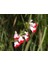 Süs Adaçayı - Salvia Microphylla 'hot Lips' 5'li Set 2