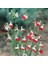 Süs Adaçayı - Salvia Microphylla 'hot Lips' 5'li Set 3