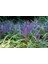 Çim Zambağı 'liriope Muscari' 10'lu Set 3