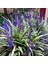 Çim Zambağı 'liriope Muscari' 3'lü Set 2
