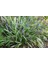Çim Zambağı 'liriope Muscari' 3'lü Set 5