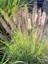 Pennisetum Çalısı 5'li Set 2