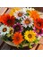 100 Adet Karışık Renk Chrysanthemum Çiçeği Tohumu + 10 Adet Kırmızı Gül Çiçek Tohumu 1