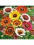 25 Adet Karışık Renk Chrysanthemum Çiçeği Tohumu + 10 Adet Kırmızı Gül Çiçek Tohumu 1