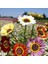 25 Adet Karışık Renk Chrysanthemum Çiçeği Tohumu + 10 Adet Kırmızı Gül Çiçek Tohumu 1