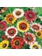 100 Adet Karışık Renk Chrysanthemum Çiçeği Tohumu + 10 Adet Kırmızı Gül Çiçek Tohumu 1