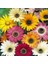 50 Adet Karışık Renk Chrysanthemum Çiçeği Tohumu + 10 Adet Kırmızı Lale Çiçek Tohumu 1