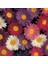 100 Adet Karışık Renk Chrysanthemum Çiçeği Tohumu + 10 Adet Kırmızı Lale Çiçek Tohumu 1