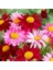 100 Adet Karışık Renk Chrysanthemum Çiçeği Tohumu + 10 Adet Kırmızı Lale Çiçek Tohumu 1