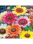 25 Adet Karışık Renk Chrysanthemum Çiçeği Tohumu + 10 Adet Kırmızı Gül Çiçek Tohumu 1