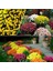 10 Adet Karışık Renk Chrysanthemum Çiçeği Tohumu + 10 Adet Kırmızı Gül Çiçek Tohumu 1