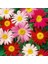 25 Adet Karışık Renk Chrysanthemum Çiçeği Tohumu + 10 Adet Kırmızı Gül Çiçek Tohumu 1