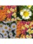 25 Adet Karışık Renk Chrysanthemum Çiçeği Tohumu + 10 Adet Kırmızı Gül Çiçek Tohumu 1