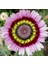 50 Adet Karışık Renk Chrysanthemum Çiçeği Tohumu + 10 Adet Kırmızı Gül Çiçek Tohumu 1