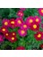 25 Adet Karışık Renk Carinatum Seeds Çiçeği Tohumu + 10 Adet Kırmızı Gül Çiçek Tohumu 1