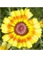 100 Adet Karışık Renk Chrysanthemum Çiçeği Tohumu + 10 Adet Kırmızı Gül Çiçek Tohumu 1