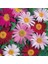 10 Adet Karışık Renk Chrysanthemum Çiçeği Tohumu + 10 Adet Süs Yoncası Çiçek Tohumu 1