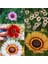 50 Adet Karışık Renk Chrysanthemum Çiçeği Tohumu + 10 Adet Hollanda Gülü Çiçek Tohumu 1