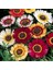 25 Adet Karışık Renk Carinatum Seeds Çiçeği Tohumu + 10 Adet Hollanda Gülü Çiçek Tohumu 1