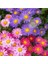 100 Adet Karışık Renk Chrysanthemum Çiçeği Tohumu + 10 Adet Süs Yoncası Çiçek Tohumu 1