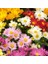 50 Adet Karışık Renk Chrysanthemum Çiçeği Tohumu + 10 Adet Süs Yoncası Çiçek Tohumu 1