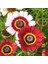 10 Adet Karışık Renk Chrysanthemum Çiçeği Tohumu + 10 Adet Hollanda Gülü Çiçek Tohumu 1