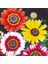 50 Adet Karışık Renk Chrysanthemum Çiçeği Tohumu + 10 Adet Süs Yoncası Çiçek Tohumu 1