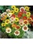 50 Adet Karışık Renk Carinatum Seeds Çiçeği Tohumu + 10 Adet Süs Yoncası Çiçek Tohumu 1