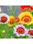 10 Adet Karışık Renk Carinatum Seeds Çiçeği Tohumu + 10 Adet Süs Yoncası Çiçek Tohumu 1