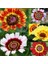 25 Adet Karışık Renk Carinatum Seeds Çiçeği Tohumu + 10 Adet Hollanda Gülü Çiçek Tohumu 1