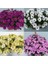 100 Adet Karışık Renk Chrysanthemum Çiçeği Tohumu + 10 Adet Hollanda Gülü Çiçek Tohumu 1