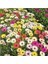 25 Adet Karışık Renk Carinatum Seeds Çiçeği Tohumu + 10 Adet Hollanda Gülü Çiçek Tohumu 1