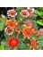 50 Adet Karışık Renk Chrysanthemum Çiçeği Tohumu + 10 Adet Süs Yoncası Çiçek Tohumu 1