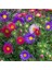 10 Adet Karışık Renk Carinatum Seeds Çiçeği Tohumu + 10 Adet Hollanda Gülü Çiçek Tohumu 1