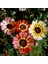 10 Adet Karışık Renk Chrysanthemum Çiçeği Tohumu + 10 Adet Süs Yoncası Çiçek Tohumu 1
