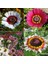 25 Adet Karışık Renk Chrysanthemum Çiçeği Tohumu + 10 Adet Süs Yoncası Çiçek Tohumu 2